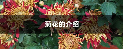 菊花的介绍，什么时候开花