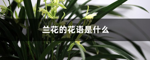 兰花的花语是什么