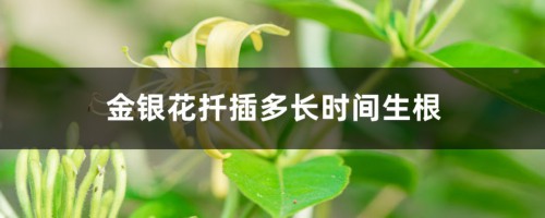 金银花扦插多长时间生根，多长时间可以移栽