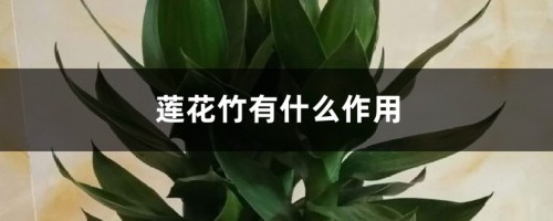 莲花竹有什么作用