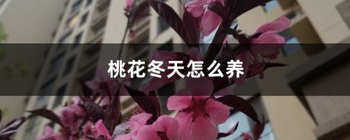 桃花冬天怎么养