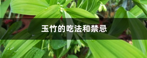 玉竹的吃法和禁忌