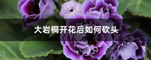 大岩桐开花后如何砍头