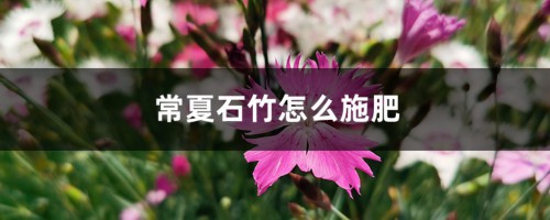 常夏石竹怎么施肥