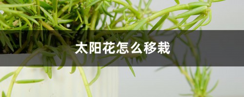 太阳花怎么移栽