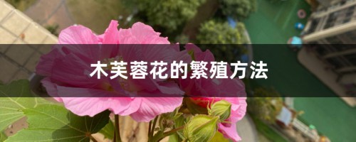 木芙蓉花的繁殖方法